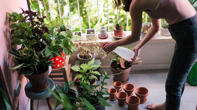 Cultivate your own plants