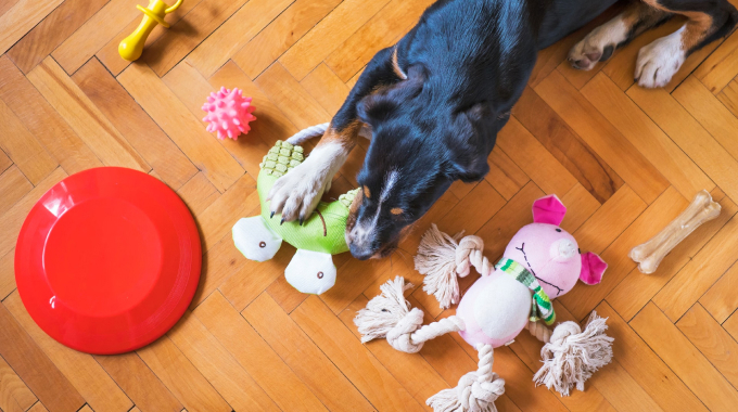 Dog Toys for dropshipping