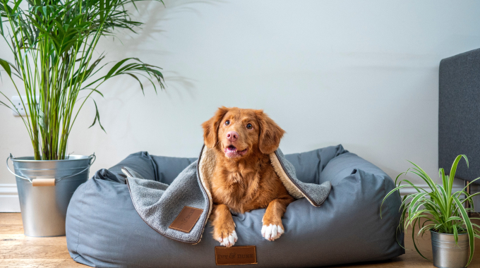 Dog beds for dropshipping