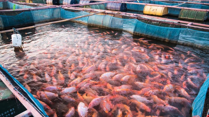 Fish farming business