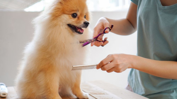 Pet grooming services