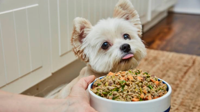 Pet food making business