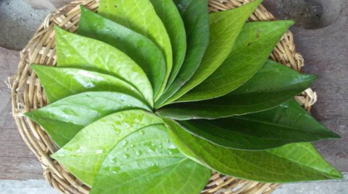 betel leaves