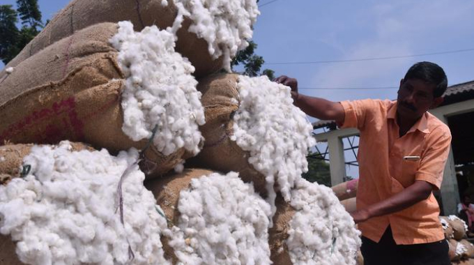 cotton distribution