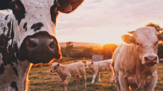 dairy farming