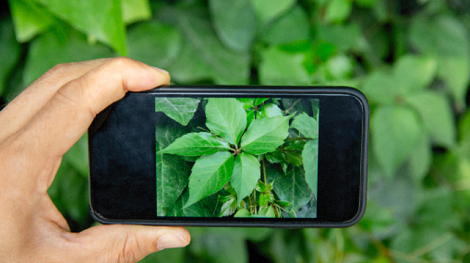 right way to take picture of plants