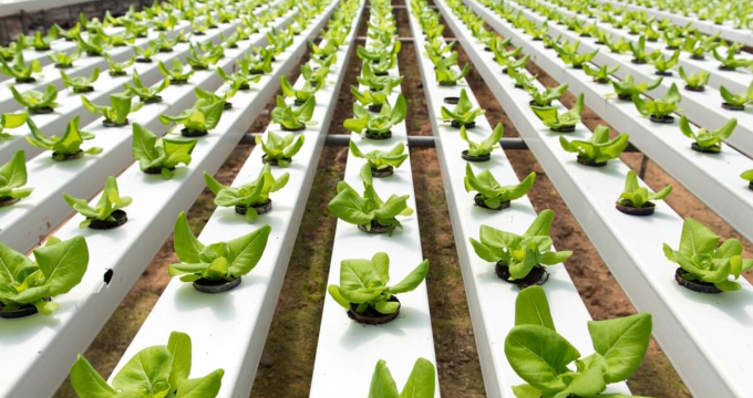 hydroponic farming