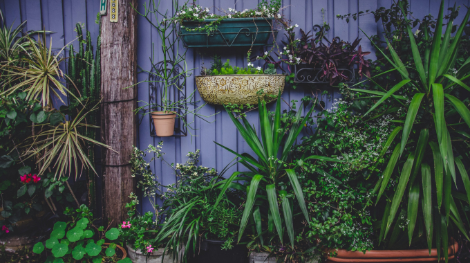 ornamental flowers