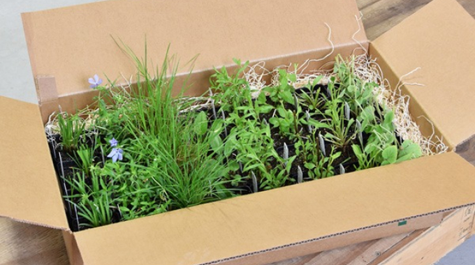 plants packaging