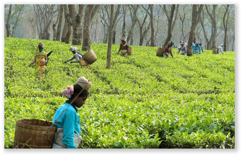 tea business in Assam 
