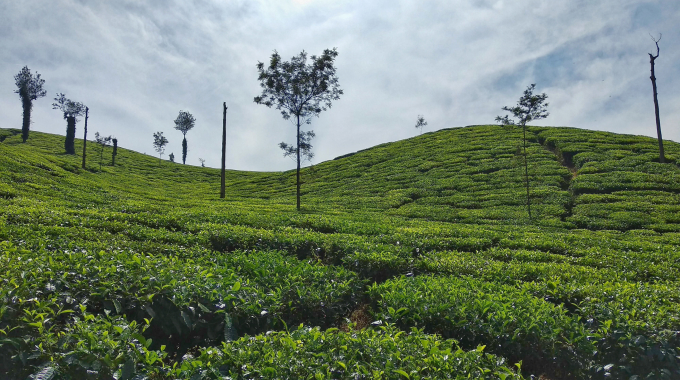 tea plantation